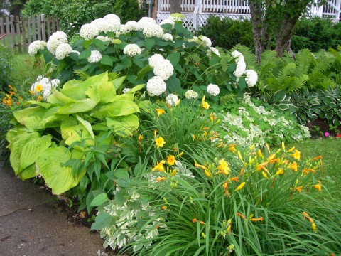 HydrangeaChristi.jpg